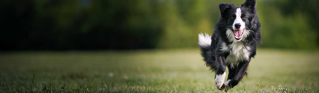 Hund - Verdauung & Stoffwechsel